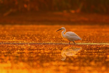 Gün batımında gölette büyük bir balıkçıl
