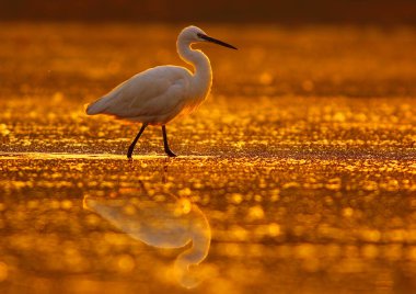 Gün batımında gölette büyük bir balıkçıl