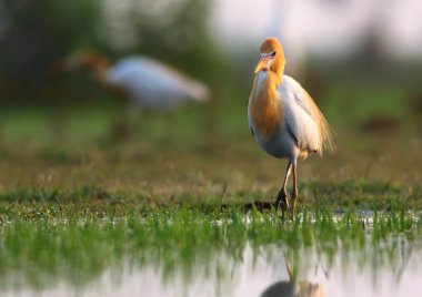doğada sığır balıkçıl 