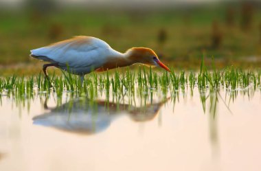 doğada sığır balıkçıl 