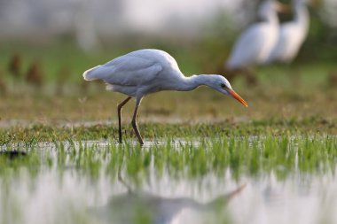 Küçük ak balıkçıl (Egretta garzetta), suda gündoğumu zaman ayakta tek kuş