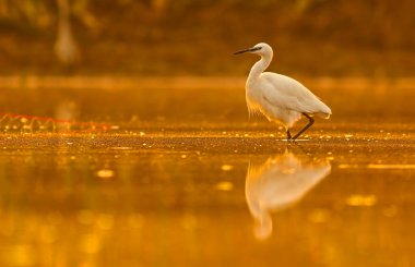 Gün batımında gölette büyük bir balıkçıl