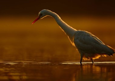 Gün batımında gölette büyük bir balıkçıl