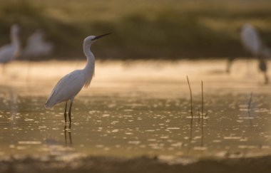 Suda güzel beyaz balıkçıllar
