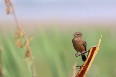 Bush sohbet portre yeşil arka plana sahip alaca