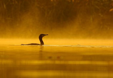 Gün batımında gölde küçük bir karabatak