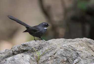 Taş üstünde beyaz boğazlı yelkovan