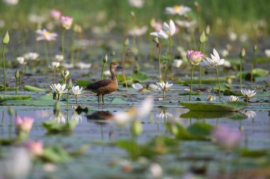 Nilüfer çiçekleriyle kaplı göletteki ördeğin yakın görüntüsü.