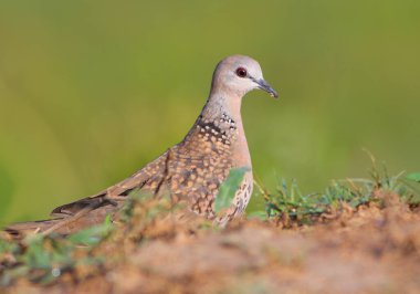 Güzel bir kuşun yakın çekimi.