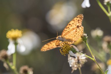 Phalanta phalantha Butterfly close up 