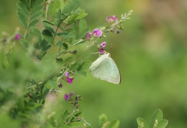 Close up of Mottled Emigrant (Catopsilia pyranthe) butterfly clinging on purple flowers