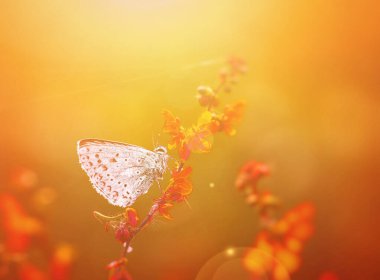 butterfly sitting on a wild flowers on the meadow at sunset 