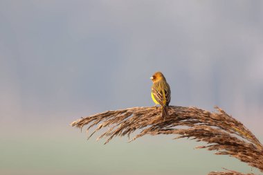 Red headed bunting sitting on a plant 