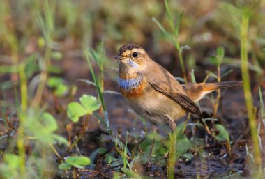 Bluethroat Bird on Perch close up 