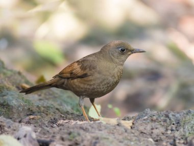 Gri kanatlı Karatavuk (Turdus boulboul) göğüs profili