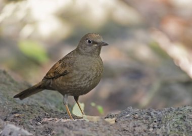 Gri kanatlı Karatavuk (Turdus boulboul) göğüs profili