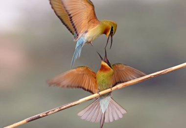 Blue Cheeked bee eaters close up 