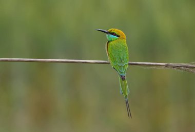 Blue tailed bee eater close up 