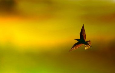 Blue tailed bee eater at sunset background 
