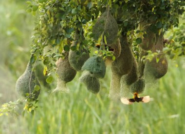 Doğada baya weaver (Ploceus philippinus) 