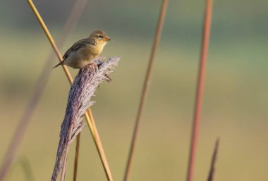 Tünekte Baya dokumacı 