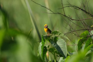 Doğada baya weaver (Ploceus philippinus) 