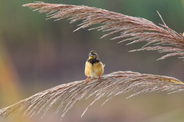 Doğada baya weaver (Ploceus philippinus) 