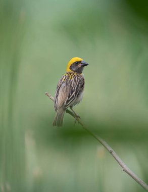 Doğada baya weaver (Ploceus philippinus) 