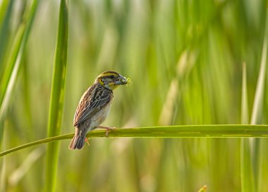 Doğada baya weaver (Ploceus philippinus) 