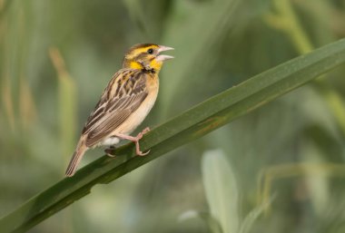 Doğada baya weaver (Ploceus philippinus) 