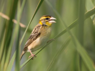 Doğada baya weaver (Ploceus philippinus) 