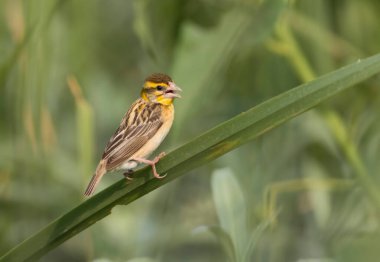 Doğada baya weaver (Ploceus philippinus) 