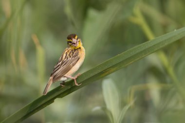 Doğada baya weaver (Ploceus philippinus) 