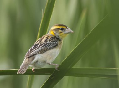 Doğada baya weaver (Ploceus philippinus) 