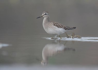 Suda Sanderling (Calidris alba)