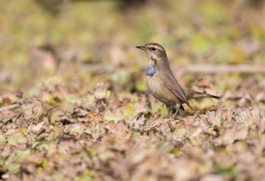 Bluethroat Bird on Perch close up 