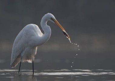 The Great Egret (Ardea alba) fishing