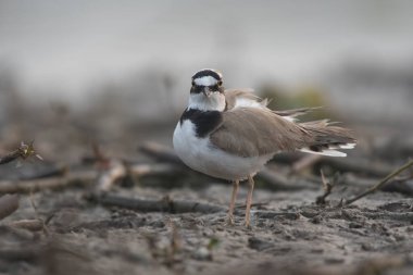 Little ringed plover in nature 