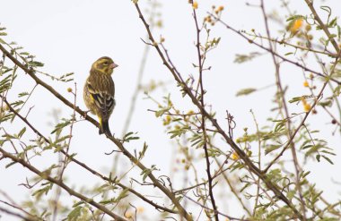 Bulanık arka planda, ağaç dalında oturan kuşun yakın plan görüntüsü