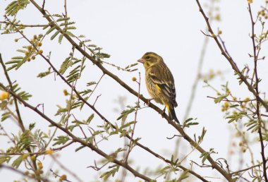 Bulanık arka planda, ağaç dalında oturan kuşun yakın plan görüntüsü