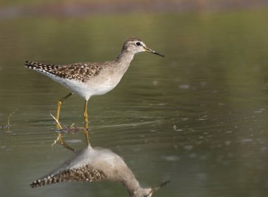 Suda Sanderling (Calidris alba)