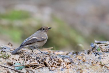 Blue capped redstart in nature 