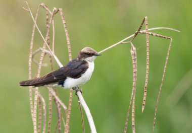 Wire Tailed swallow on perch 