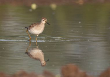 Ahşap kum kuşu (Tringa glareola) sabah 