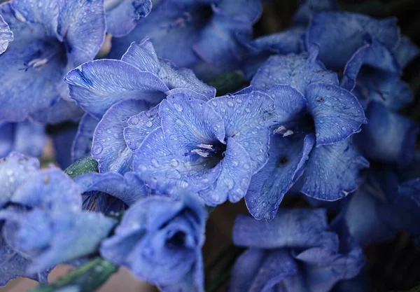 Güzel Mavi Gladioli Çiçeklerine Yakın Çekim — Stok fotoğraf