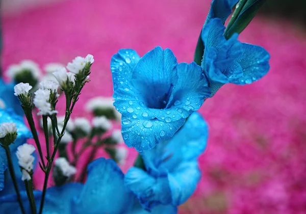 Pembe Arka Planda Güzel Mavi Gladioli Çiçeklerine Yakın Plan — Stok fotoğraf