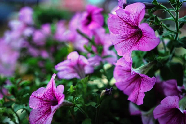 Pink Petunia Flowers Close — Stock Photo, Image