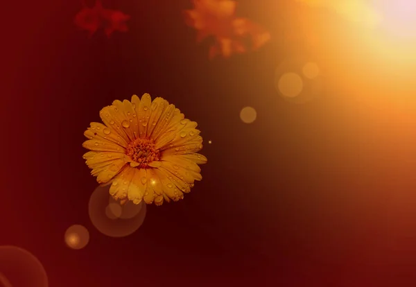 Žlutá Květina Okvětními Lístky Sluncem — Stock fotografie