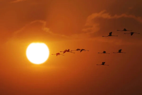Günbatımında Kuş Sürüsü — Stok fotoğraf