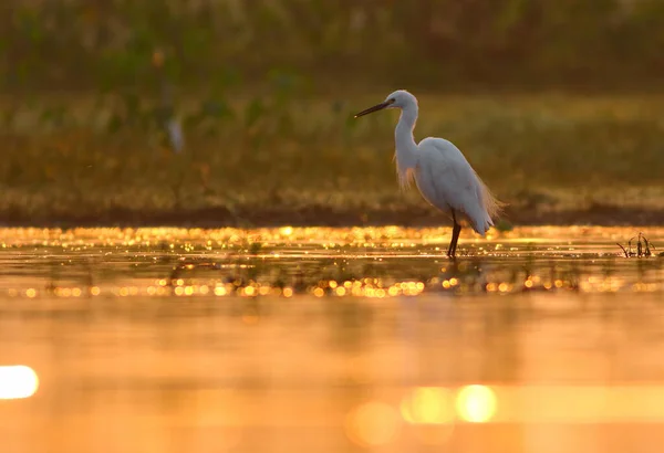 夕阳西下池塘上的大白鹭 — 图库照片